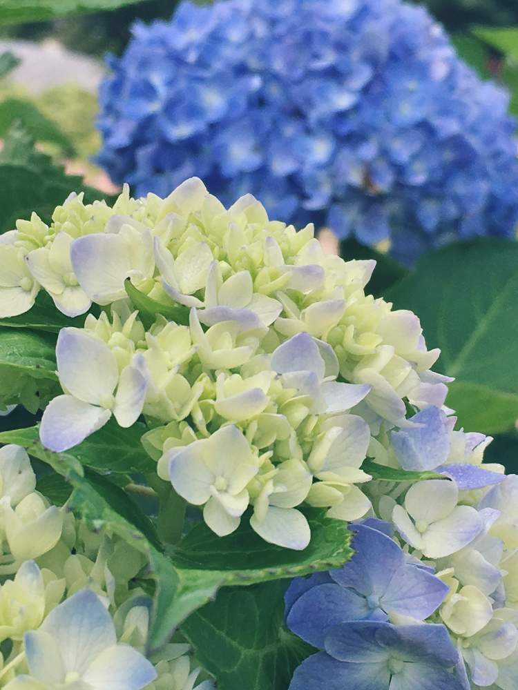 広い庭の画像 by zuccasawaさん | 広い庭と紫陽花と紫陽花 あじさい アジサイとキュンキュン乙女倶楽部と和風ティストと大好き♡とマダム倶楽部とGS日和と植中毒と花のある暮らしと咲いた!ともんもんチャン♡見守り隊