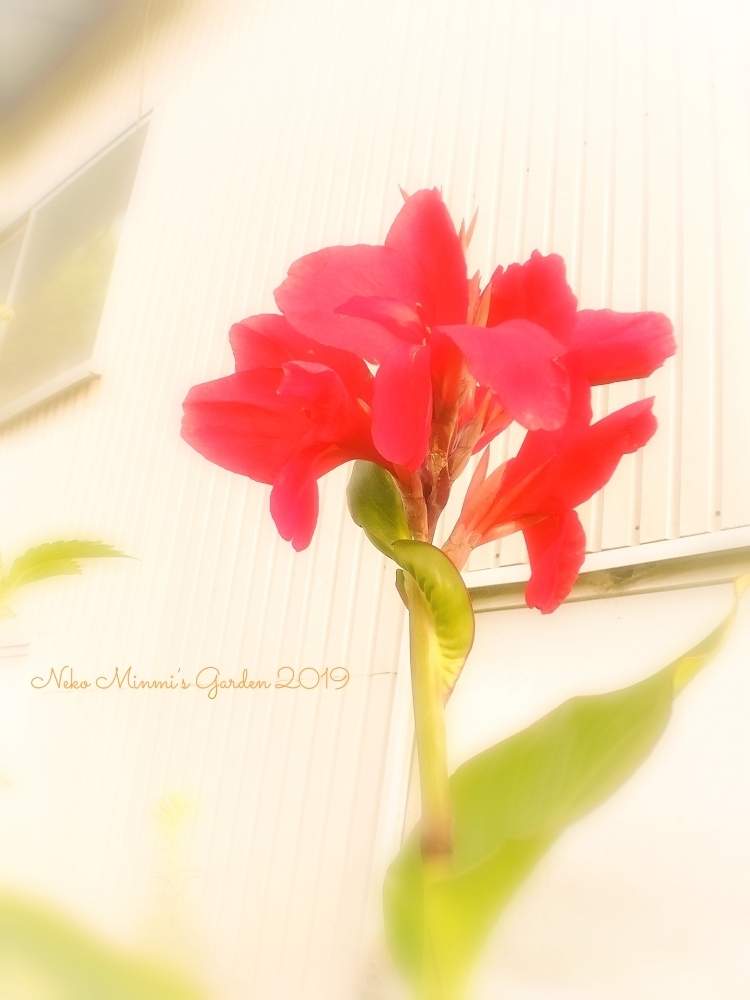 広い庭の画像 by 猫みんみさん | 広い庭とカンナとみどりのある暮らしと植物のある暮らしと夏の花と今日のお花とガーデニング初心者と赤い花と花のある暮らしと色あざやか