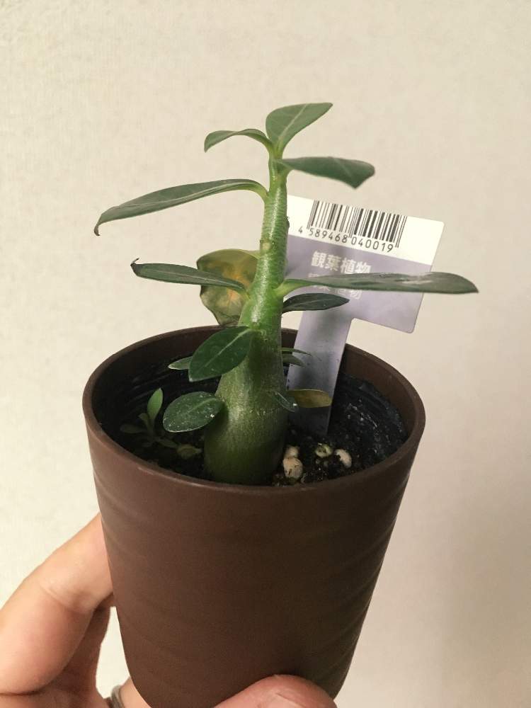 部屋の画像 by ツチノコ太郎さん | 部屋とアデニウムと多肉植物とアデニウム属と100均とDAISOアデニウムと植中毒と塊根植物とタニラーと珍奇植物とベランダー