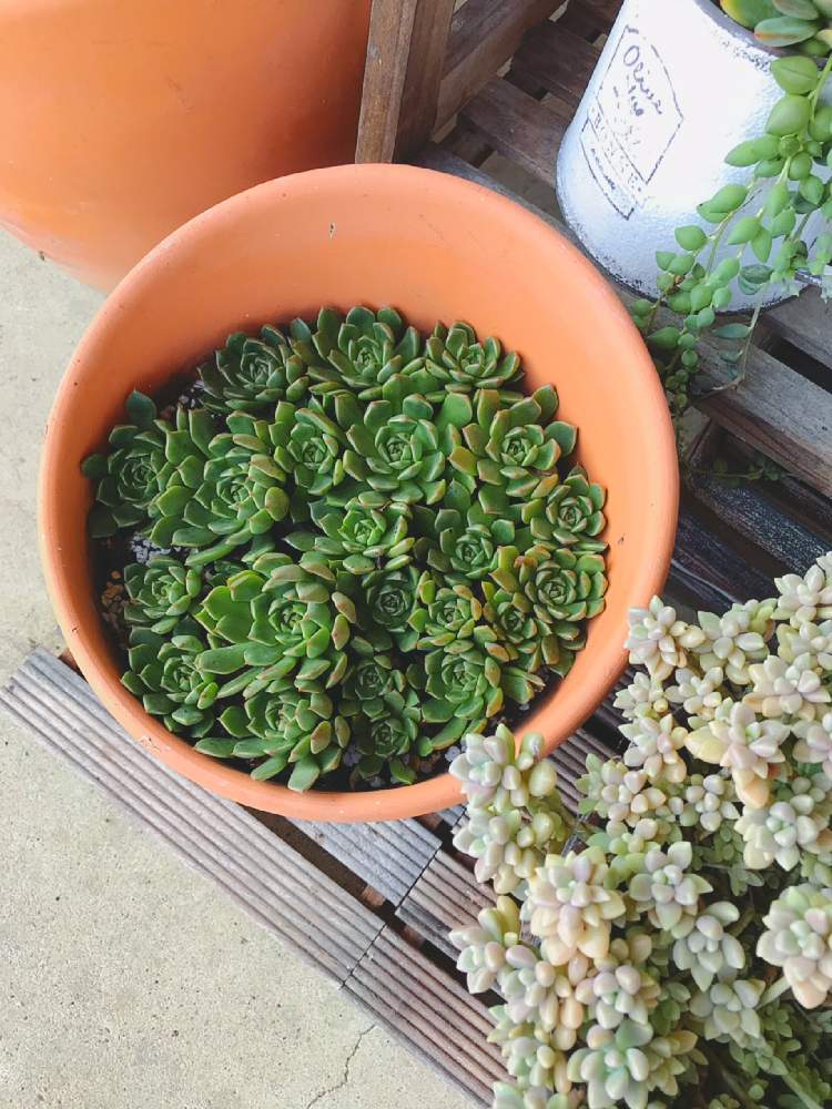 小さな庭の画像 by くみさん | 小さな庭と多肉植物と植物のある暮らしとボタニカルライフと多肉大好きと癒しとGS映えとGS日和と植中毒と多肉女子とタニラーとナチュラルスタイルと可愛いとガーデニングと花のある暮らしとかわいいな♡とGREEN UP!と多肉寄せ植えとエケベリア オリビア