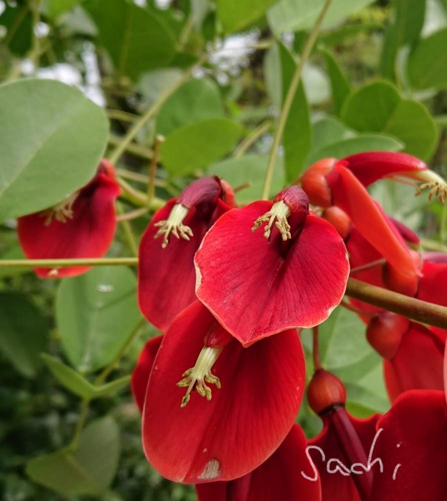 お出かけ先の画像 by sachiさん | お出かけ先とアメリカデイゴと樹木の花と残したい風景と今日の花便りと花のある暮らしとボタニカルスポット2019夏と鈴鹿・亀山