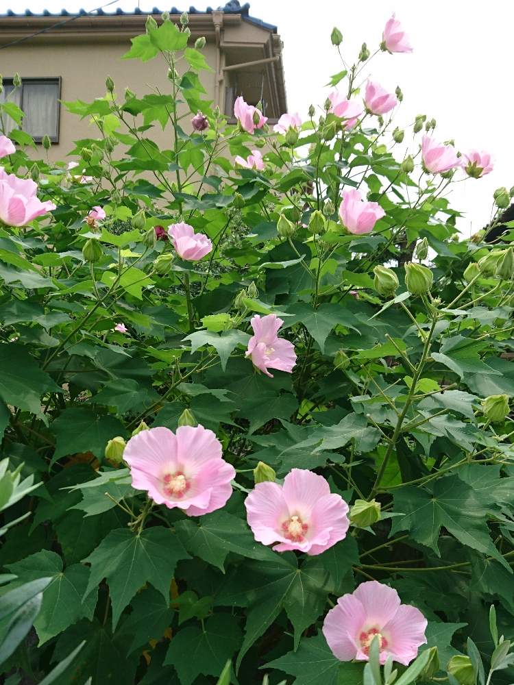 広い庭の画像 by ぴよさん | 広い庭とフヨウと地植えと花のある暮らし