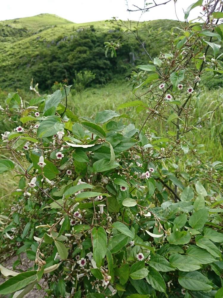 お出かけ先の画像 by レブンさん | お出かけ先とへクソカズラと山野草と山歩きと山野草大好き協会と湿原の植物と里山大好き協会