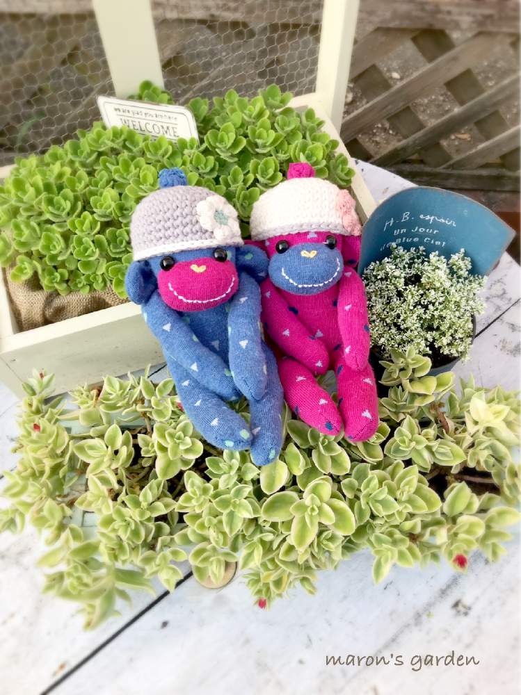 の画像 by maronchanさん | アロマティカス.と癒しの時間とベビーサンローズ❤︎とお気に入り♡と暑さに負けないよソクモンちゃん