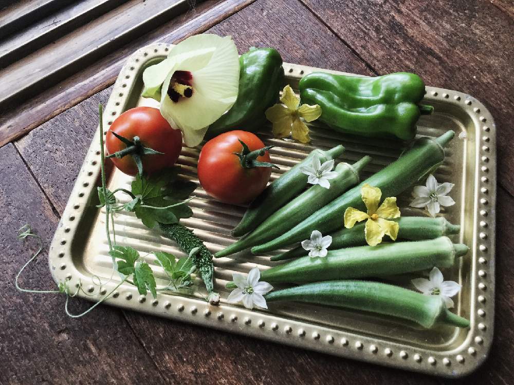 テラスの画像 by ✼Bǝё-n✼さん | テラスとオクラとミニトマトとピーマンとオクラの花と夏野菜フォトコンテストと夏野菜収穫物コンテストと夏の花と家庭菜園奮闘日記と夏野菜