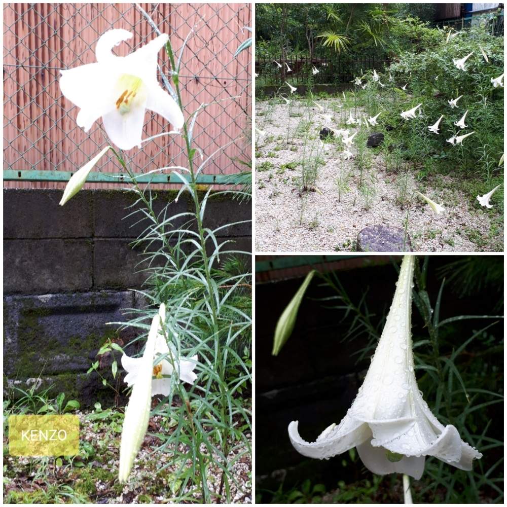 窓辺の画像 by SENTIMENTAL-BOYさん | 窓辺と植物のある暮らしと山野草と花言葉と庭のある暮らしとそぞろ歩けば……と季節の変わり目とはなごよみと花好きと花のある暮らしと春夏秋冬と暮らしの仲間たち