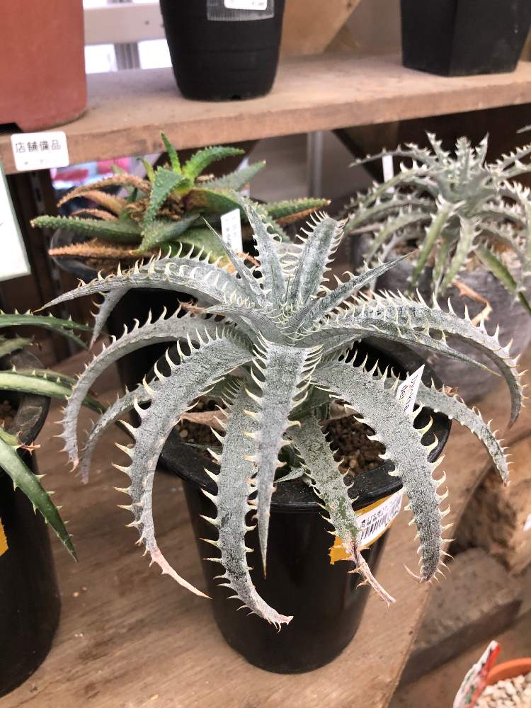 お出かけ先の画像 by bukkieさん | お出かけ先とディッキア、と多肉植物と観葉植物とボタニカルライフと植物男子と買いたいけど買えないと植物男子のお出かけと緑のある暮らしと花のある暮らし