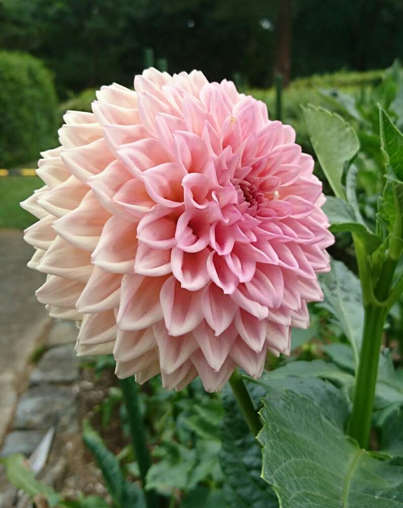お出かけ先の画像 by つぐみさん | お出かけ先とダリアとピンクの花と公園とおさんぽと夏のお花とのんびり*¨*•.¸¸♪と国営武蔵丘陵森林公園とかわいいな♡