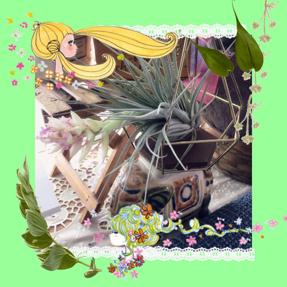 インテリアの画像 by えみっち!さん | インテリアとエアプランツの花とエアプランツlifeとエアープランツ☆と初めてのエアプランツとGREEN UP!