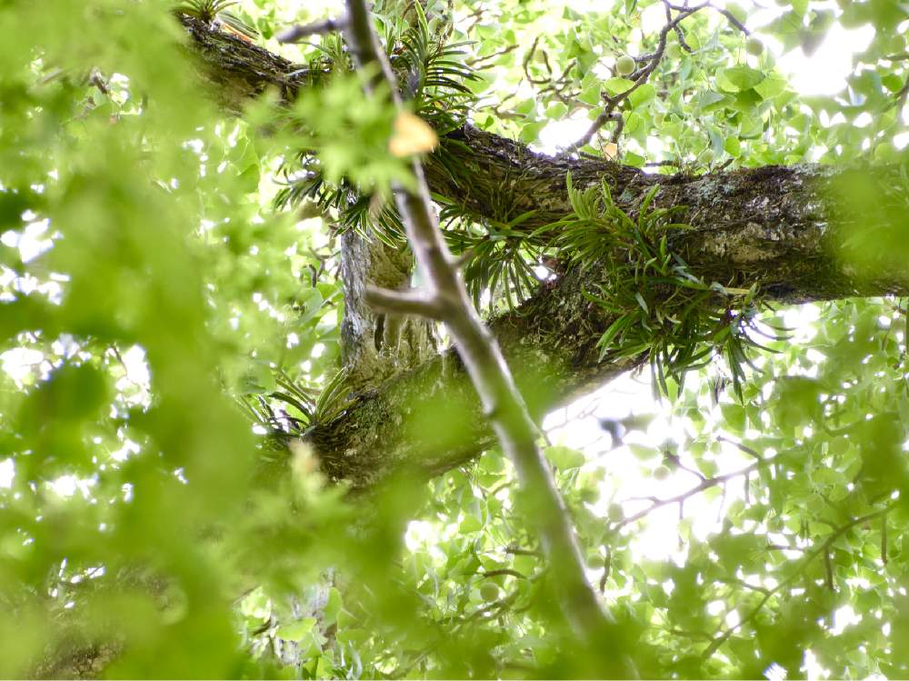 お出かけ先の画像 by いろはさん | お出かけ先とフウラン。と着生ランとラン科と山野草と植中毒と植物探索と古典園芸植物と山歩き