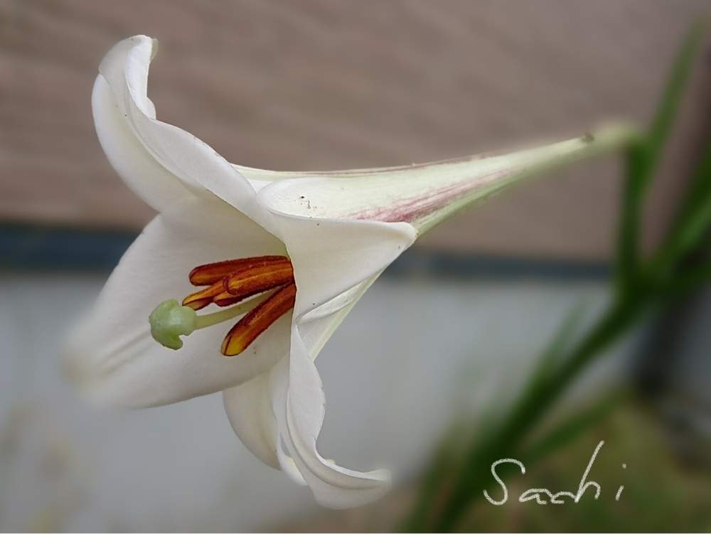 小さな庭の画像 by sachiさん | 小さな庭とタカサゴユリと花のある暮らしと私のお庭と今日の花便りとボタニカルスポット2019夏