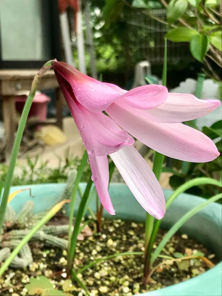 小さな庭の画像 by やま7さん | 小さな庭とジャンボハブランサスと我が家の花達とおおきいと今年初とわーいわーいとピンク❤︎ピンクと癒されるとまた来年も咲いてね!と花のある暮らし