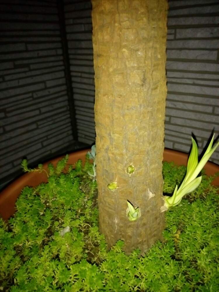 バルコニー/ベランダの画像 by シゲルさん | バルコニー/ベランダとユッカエレファンティペスと観葉植物とデッキと南国とシェードガーデンとヤシと屋上ガーデニングとバルコニスト