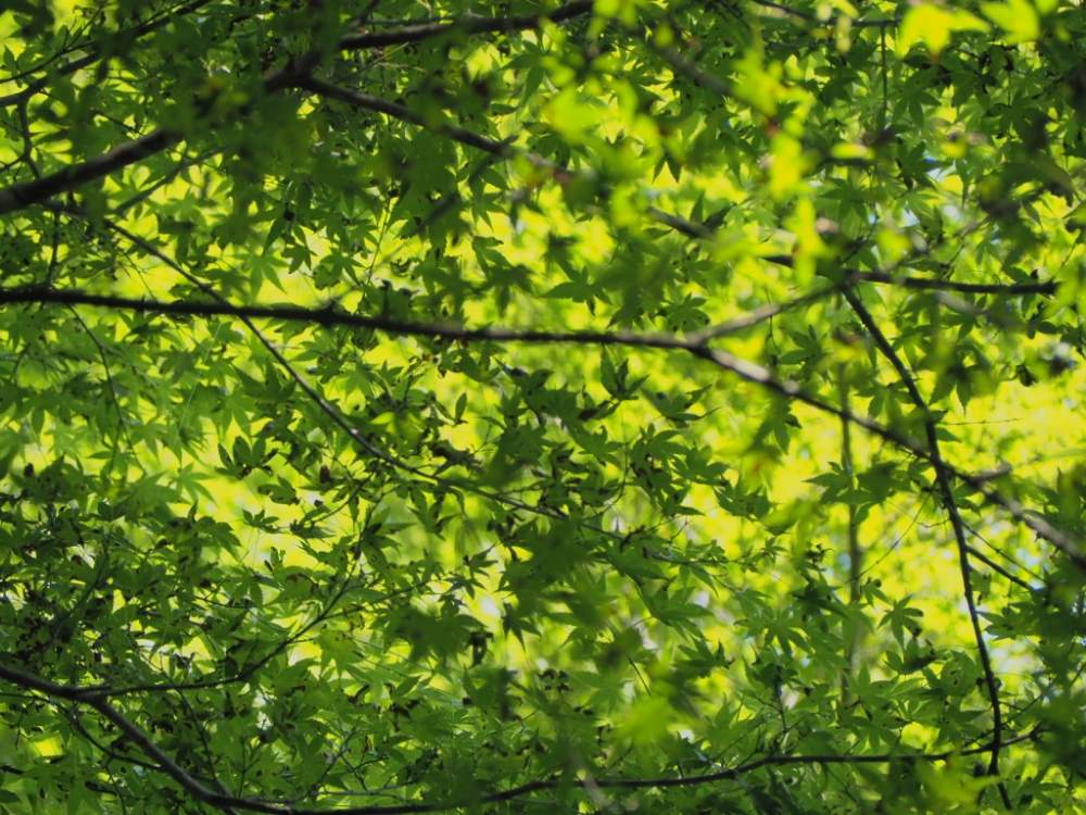 お出かけ先の画像 by じゅりさん | お出かけ先ともみじともみじ新緑とお写んぽと和歌山ともみじ好きさんと繋がりたいと花のある暮らしとお花好きさんと繋がりたいとすさみ町