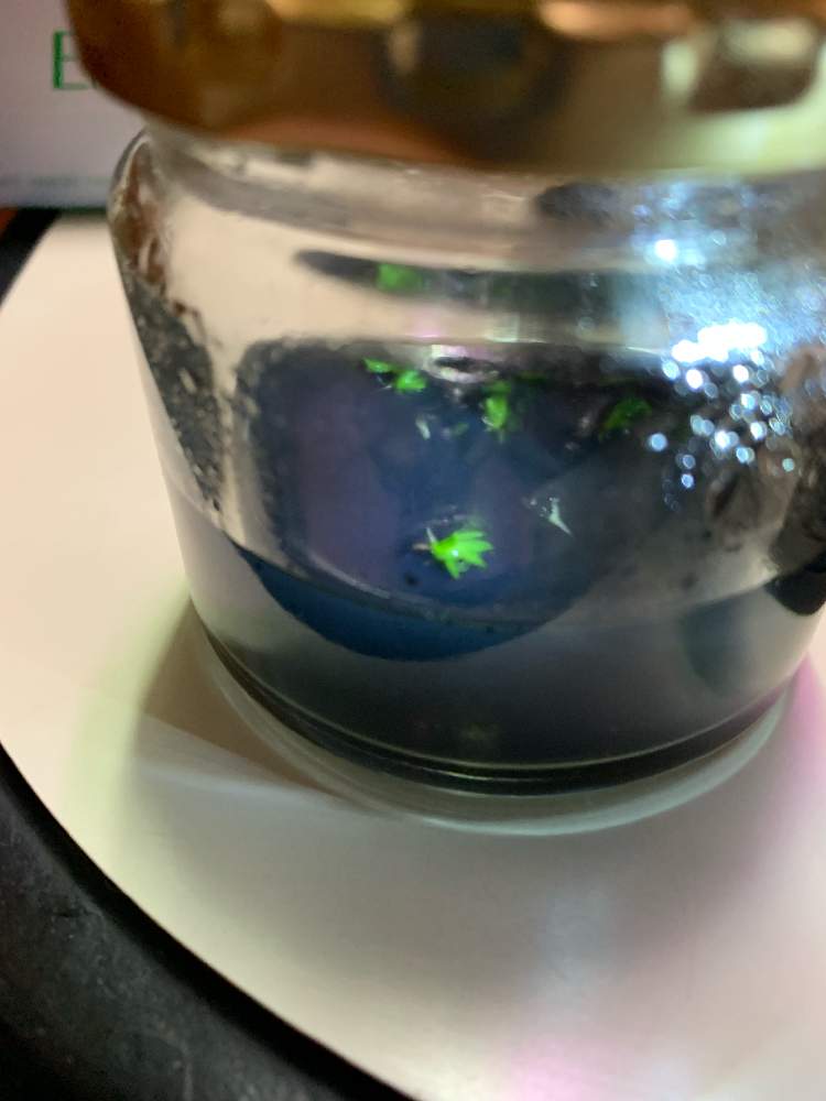 部屋の画像 by もったんさん | 部屋とT.ionantha peach whiteflowerと成長が楽しみと無菌播種と寒天培地とエアープランツ☆とチラ熱上昇中とチラ中毒と珍奇植物とチララックとまだまだ植欲とエアープランツ/チランジア