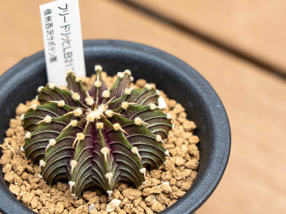 バルコニー/ベランダの画像 by うめさん | バルコニー/ベランダとLB2178とGymnocalycium friedrichii LB2178とサボテン科と塊根植物のある暮らしと富山支部とGS映えとコーデックスとGSのみなさんに感謝♡と植中毒と緑のある暮らしと植物男子ベランダーと多肉女子と多肉植物とサボテンと塊根植物と素敵な出会いに感謝とお誕生日おめでとうとユーフォルビアとビザールプランツと夏型塊根植物
