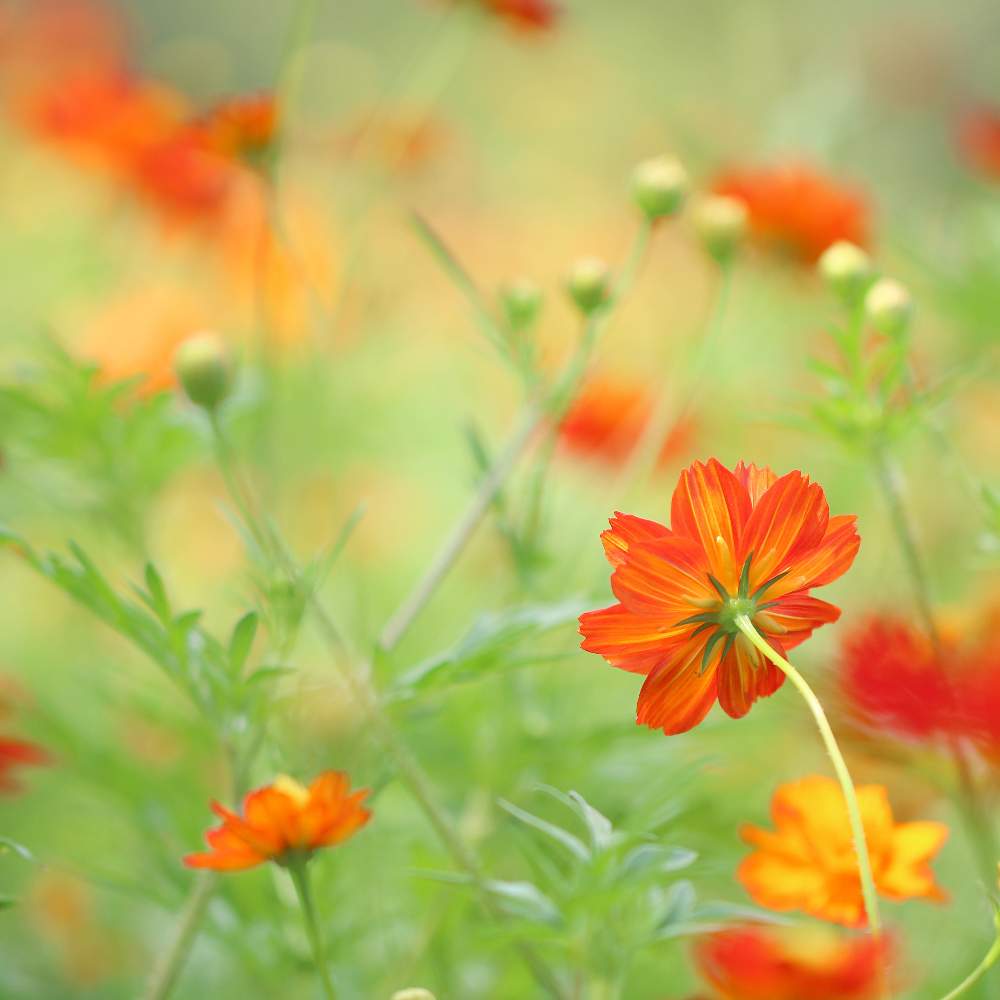 お出かけ先の画像 by おはぎさん | お出かけ先と花のある空間と癒しとおさんぽと花のある生活と浜離宮恩賜庭園と癒され風景とキバナコスモス☆と花のある暮らしとかわいいな♡とやっぱり花が好き♡
