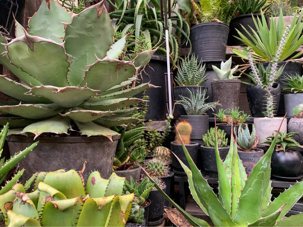 部屋の画像 by Akira831さん | 部屋と多肉植物とアロエ科と棘物と観葉植物と植物のある暮らしとボタニカルライフとフリーセア属と多肉植物のある暮らしと植中毒と簡易温室と多肉植物とサボテンとアガベチタノタとシダ植物と珍奇植物とキセログラフィカとLABOとアガベ・モンタナとエアプランツとアガベ属と俺の多肉植物