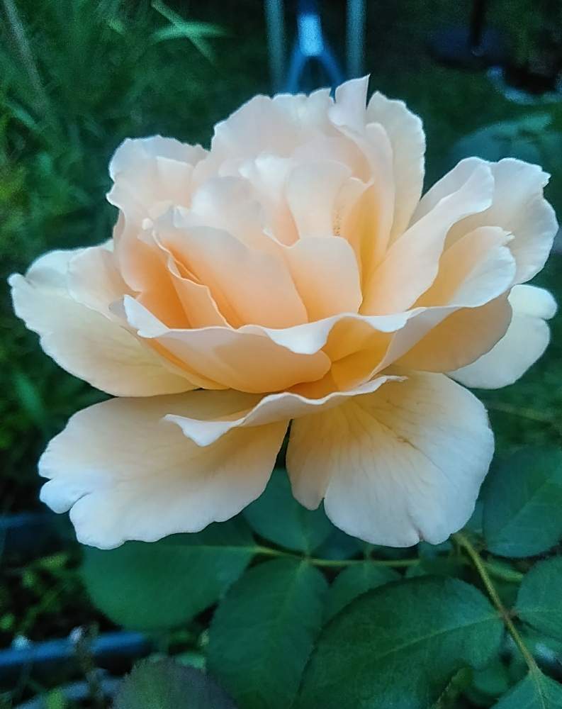 小さな庭の画像 by ROSE オバサンさん | 小さな庭とバラと薔薇とバラ ジャストジョイ
