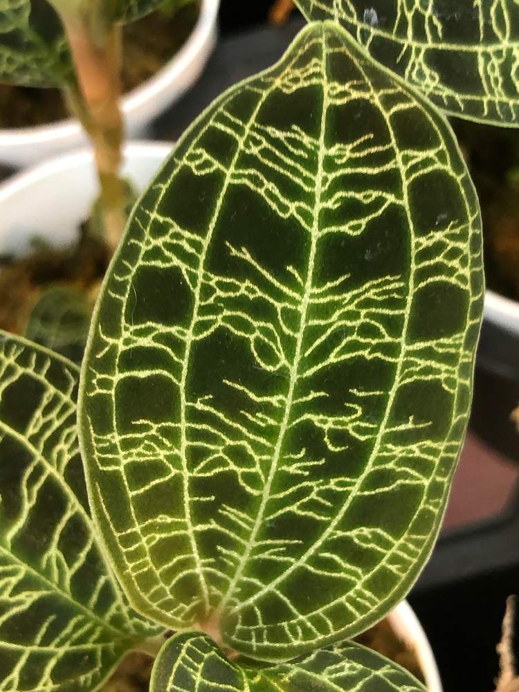 お出かけ先の画像 by bukkieさん | お出かけ先とジュエルオーキッド類と観葉植物とボタニカルライフと植物男子と買いたいけど買えないと植物男子のお出かけと緑のある暮らしと花のある暮らし