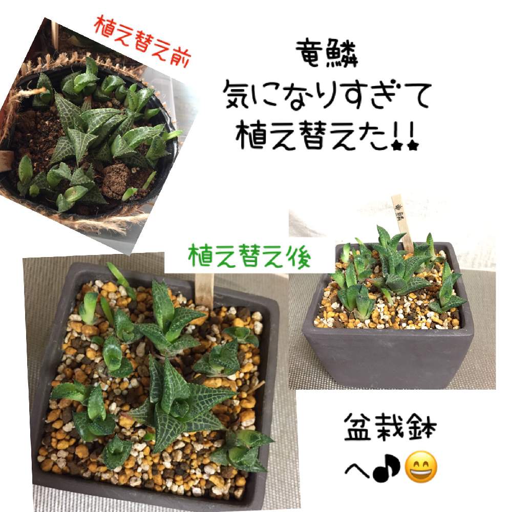 部屋の画像 by ごほうび♪さん | 部屋と竜鱗と多肉植物とみどりのある暮らしとたのしみ♡と盆栽鉢とまじまじ観察と多肉お子様と多肉の魅力と多肉植物専門店ビスタ