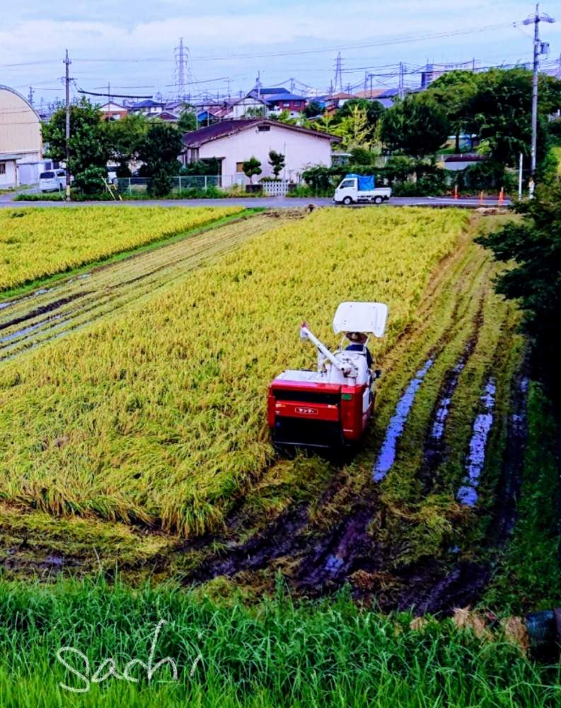 の画像 by sachiさん | いねと田んぼの風景と水のある風景と今日の花便りとさんぽみちと花のある暮らしとボタニカルスポット2019夏