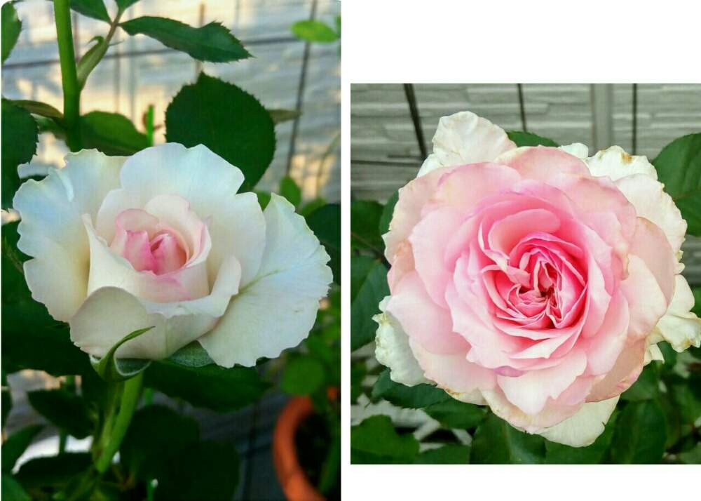小さな庭の画像 by ひまわりさん | 小さな庭とエウリディーチェとたのしみ♡と幸せ♡とばら バラ 薔薇と元気もらえると小さな庭♡と見つけた!とGreenSnapmarcheと花のある暮らしとかわいいな♡と素敵