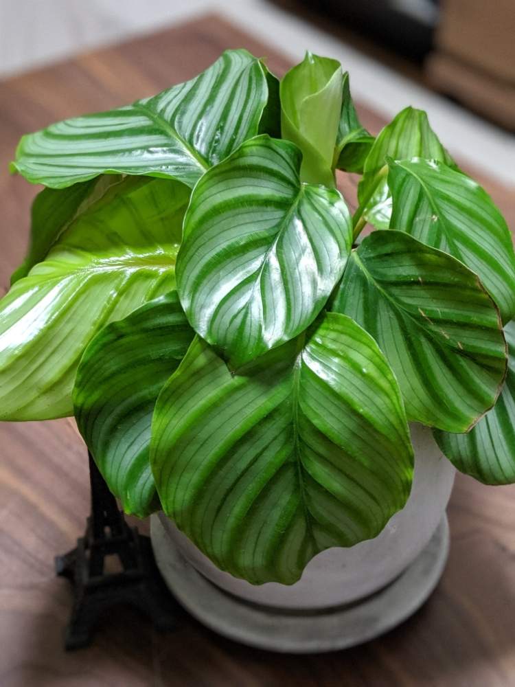 部屋の画像 by ボビケンさん | 部屋とカラテア・オルビフォリアと観葉植物を楽しむと観葉植物とワサワサと葉っぱとno green no lifeとグリーングリーン♪と元気モリモリとリビングと観葉植物のある暮らしとリビング窓辺
