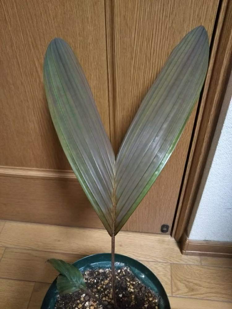 部屋の画像 by Dioptaseさん | 部屋とLemurophoenix halleuxiiとレッドレムールパームとカラーリーフと ヤシの木と観葉植物と南国植物とトロピカルと希少と鉢植えとヤシと熱帯植物