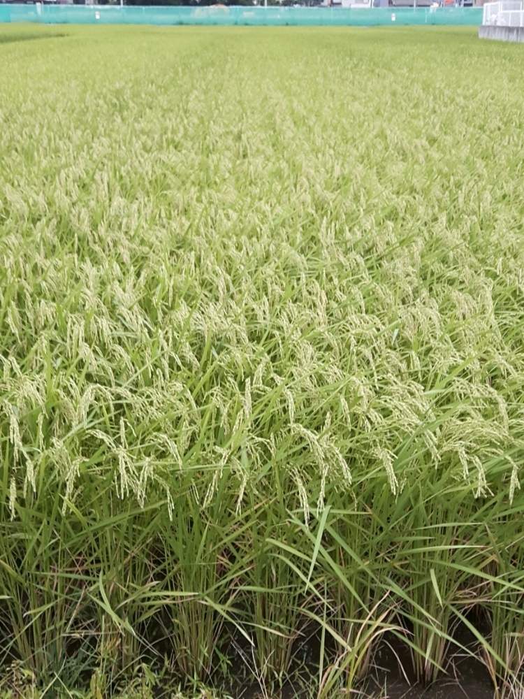 畑の画像 by バラリーナさん | 畑と稲穂とご近所と埼玉県