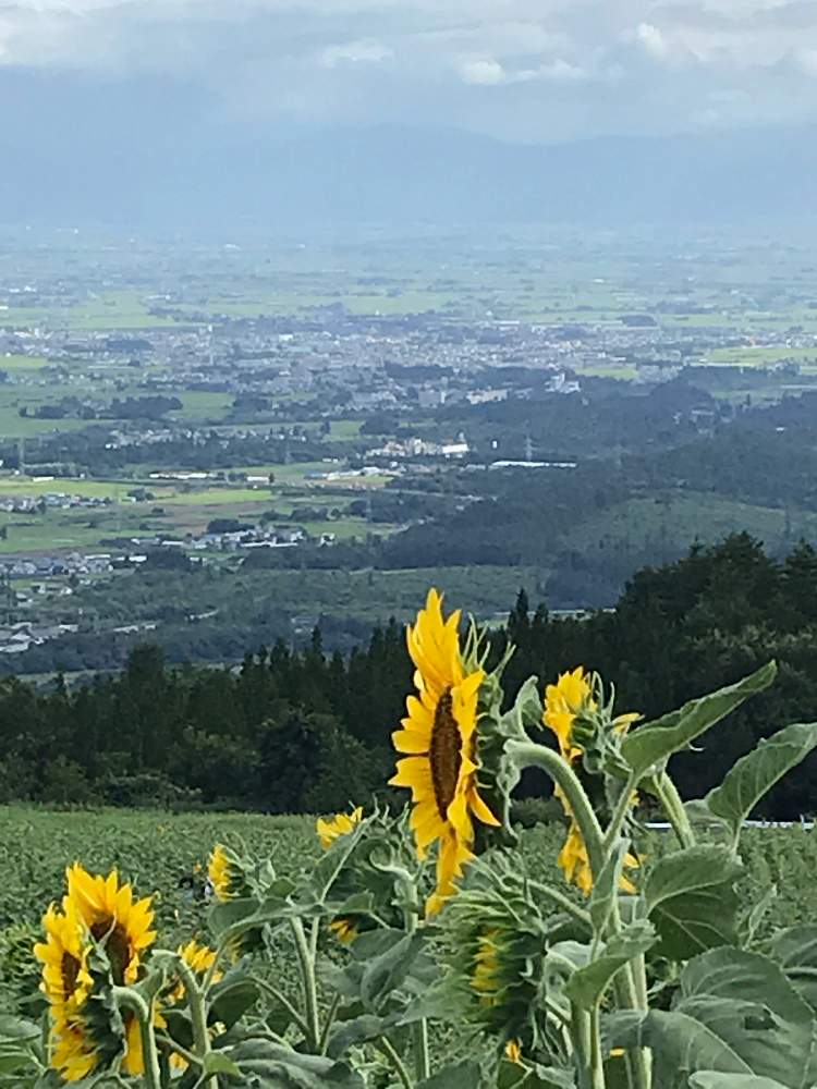 お出かけ先の画像 by Riku ガーデンさん | お出かけ先とヒマワリとひまわり畑と癒される♡と植物のある暮らしとGS映えと今日のお花と素敵な色♡とまた来年も咲いてね!と花のある暮らしとかわいいな♡とげんき!
