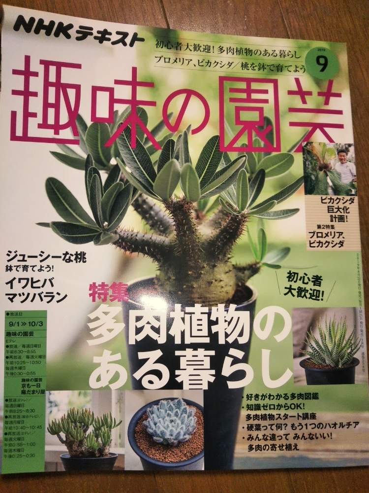 部屋の画像 by KELO-GUさん | 部屋と多肉植物とみどりのある暮らしと観葉植物と植物のある暮らしと植物はインテリアじゃないと植中毒とNHK趣味の園芸とシダ植物と珍奇植物と植物に男前なんてない