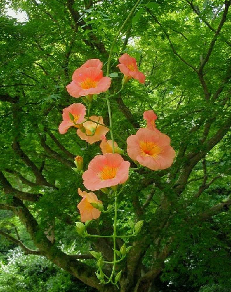 お出かけ先の画像 by BLANKAさん | お出かけ先と鮮やかなとオレンジ色の花と樹木と可愛い花と花のある暮らし