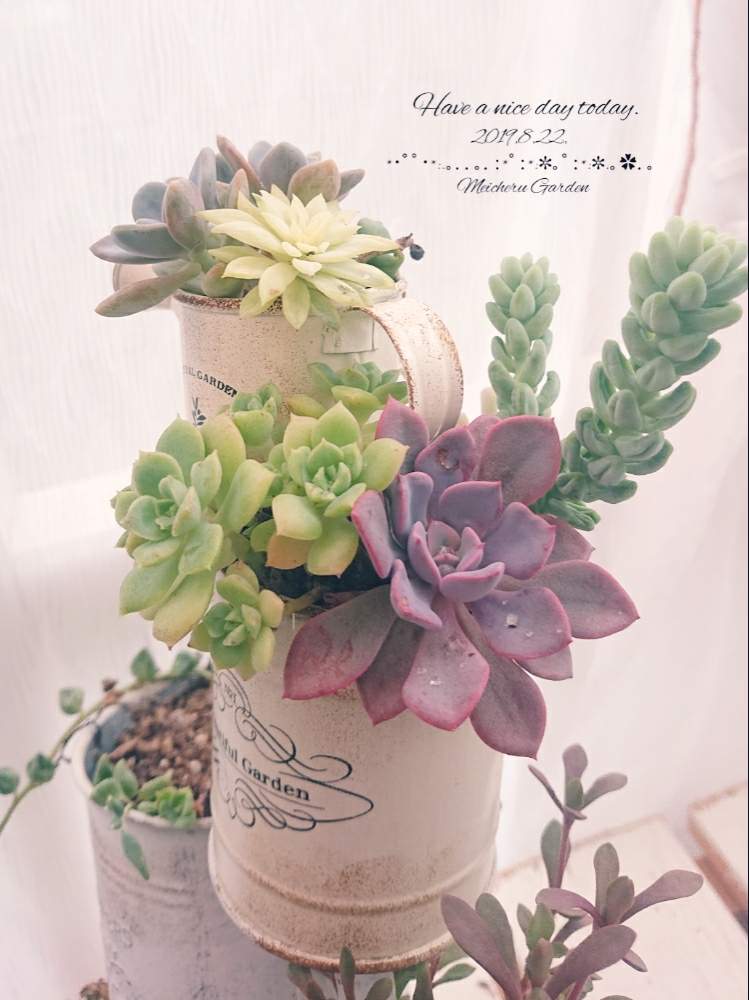 テラスの画像 by めいちぇるさん | テラスと寄せ植えと多肉植物とリメ缶と栃木タニラー