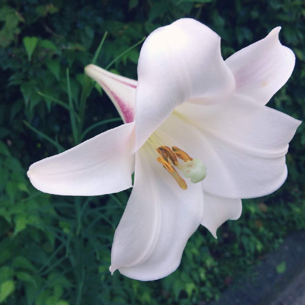 お出かけ先の画像 by ちこさん | お出かけ先とユリの花と花のある暮らしと白い花とタカサゴユリの花とあささんぽと豆柴とお散歩