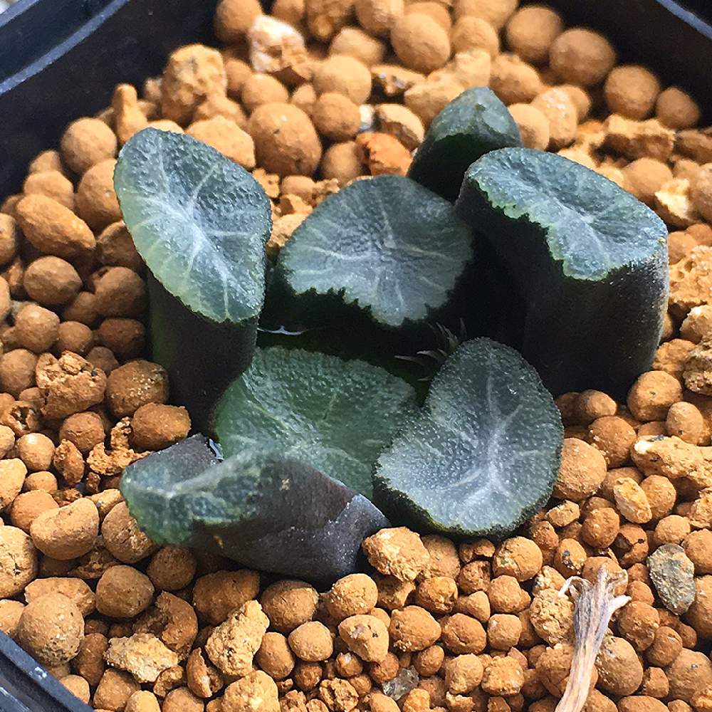 バルコニー/ベランダの画像 by angeloさん | バルコニー/ベランダと多肉植物とangelo succulentと斑入りハオルチアとハオルチア 芽と高級多肉植物とハオルチア属とハオルチア夏とハオルチア属&ガステリア属とpiorisuとHaworthia:ハオルチア/ハオルシアとハオルチア花とハオルシア属 とインスタグラム angeloと相談と多肉植物とサボテンとGreenSnapmarcheと Lithopsと高い多肉植物とHaworthia とangeloとsucculent