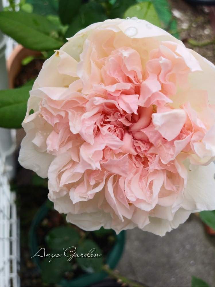 小さな庭の画像 by ANYさん | 小さな庭と嬉しいな♡と薔薇に魅せられてとクロッシェ薔薇と癒しとおきにいり ♡と薔薇のある暮らし♡と頑張ってと薔薇♡クロッシェと花のある暮らしと薔薇♪と咲いた!