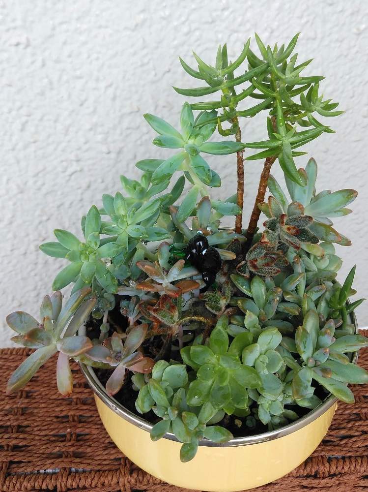 小さな庭の画像 by すみれさん | 小さな庭とタニク寄せ植えと多肉植物と葉挿しっ子と強い多肉と多肉女子と多肉はざしと花のある暮らし