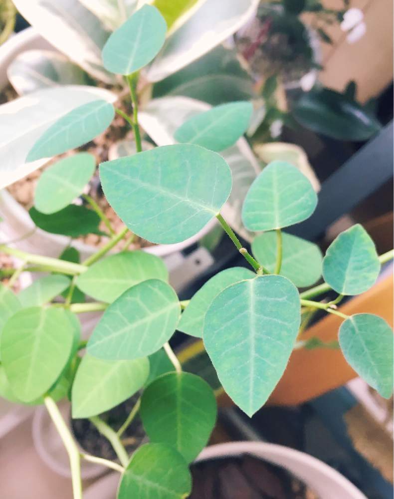 窓辺の画像 by ちいさん | 窓辺とe-さくらこと観葉植物と植中毒