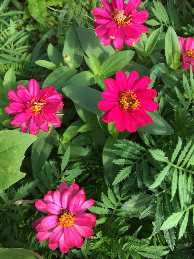 小さな庭の画像 by コマさんさん | 小さな庭とピンクの花とジニア❁と花のある暮らしと小さな花と家庭菜園奮闘日記とお花好き