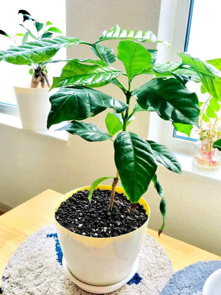 窓辺の画像 by siroさん | 窓辺とコーヒーの木と観葉植物と癒しと植物だいすきとナチュラル系と日光浴中☀️