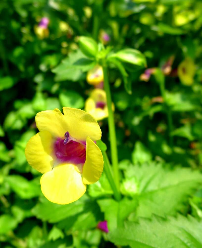 お出かけ先の画像 by ぺこりん♪さん | お出かけ先とトレニアとムラサキの花と公園とGS映えとGS日和と黄色い花と散歩とボタニカルスポットとおでかけ先と癒され風景ときれいな色とお散歩とかわいいな♡と安城デンパークとお出かけ先にてと珍しい