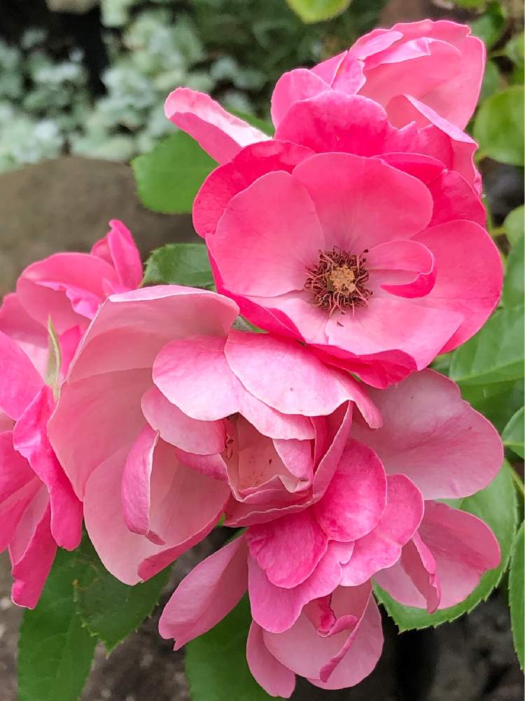 小さな庭の画像 by メグさん | 小さな庭と元気いっぱいとおつかれさまと薔薇アンジェラとばら バラ 薔薇と薔薇愛同盟といつもありがとう♡と癒しと私のこだわりバラとGS日和と頑張ってと森のがっこうと小さな幸せ♡と可愛いと花のある暮らしとお花のある生活と薔薇♪