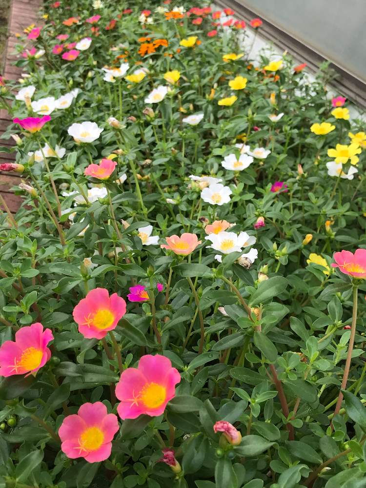 の画像 by ピエールさん | 花壇の花とかわいい花とポーチュラカ☆とこぼれ種から〜♪