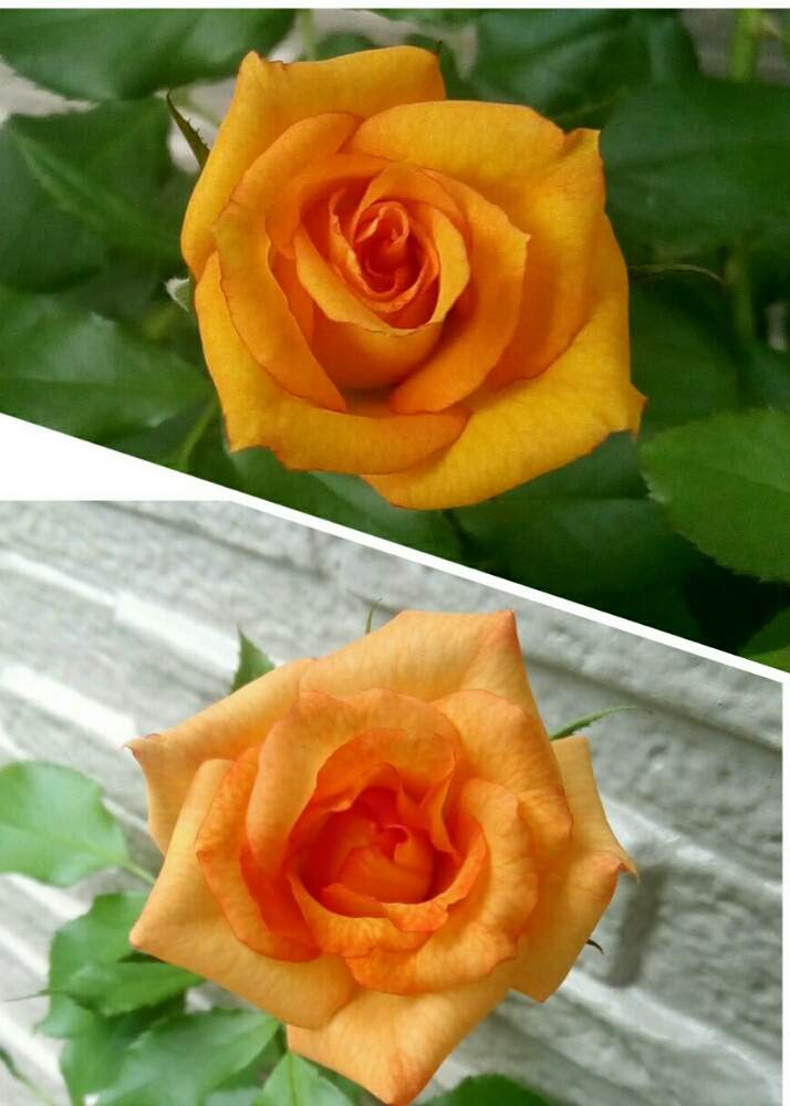小さな庭の画像 by ひまわりさん | 小さな庭とサハラ '98とばら バラ 薔薇と元気もらえると小さな庭♡とGreenSnapmarcheとガーデニングと花のある暮らしと素敵