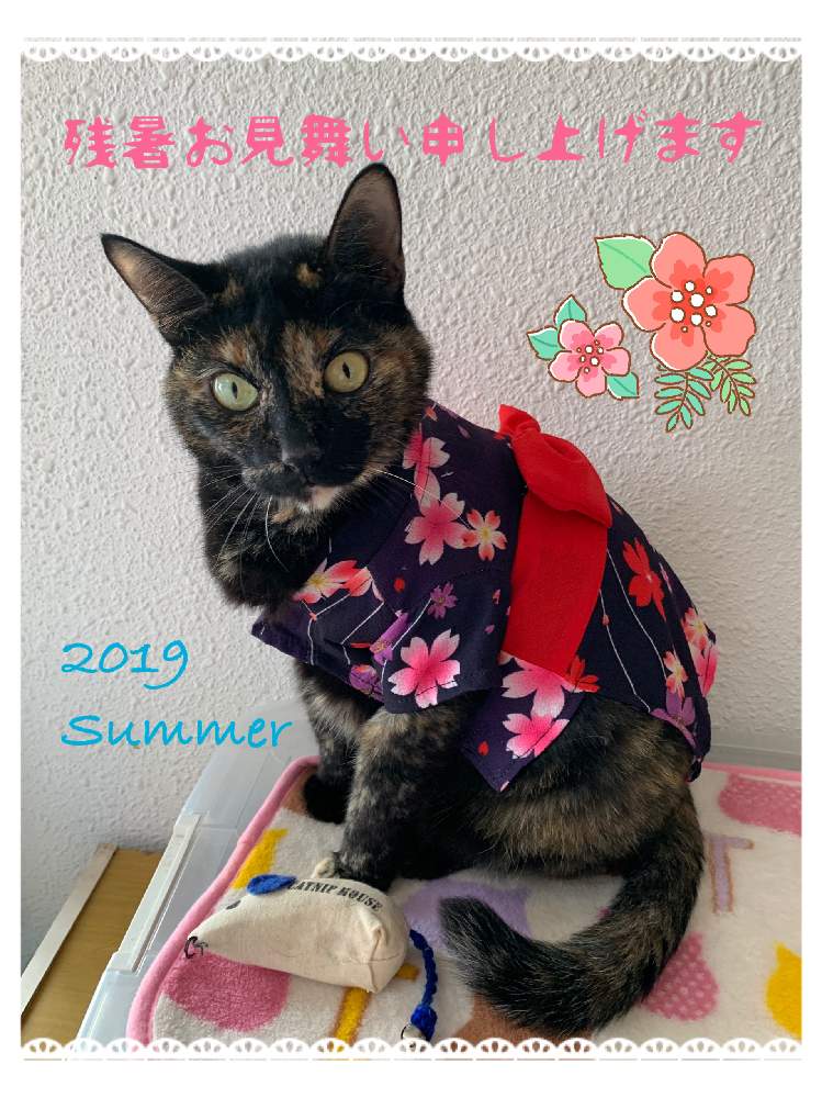 の画像 by ぷ〜にゃん♪さん | ネコのいる暮らしとネコ好きと沖縄の夏景色とねこ愛が止まらないとハナビニャンと沖縄北部とネコと沖縄ニャン ♪