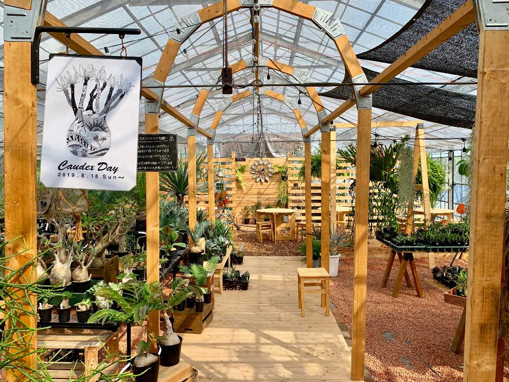 インテリアの画像 by Flower Villageさん | インテリアと多肉植物とパキポディウム属と観葉植物とボタニカルライフと塊根植物のある暮らしとグリーンインテリアとマダガスカルとサイカスカイルンシアナとエンセファラルトス・ホリダスと鷺沼とベランダガーデンとコーデックスと植中毒とフラワービレッジと多肉植物とサボテンと塊根植物とflowervillageとユーフォルビアと夏型塊根植物とインテリアグリーン