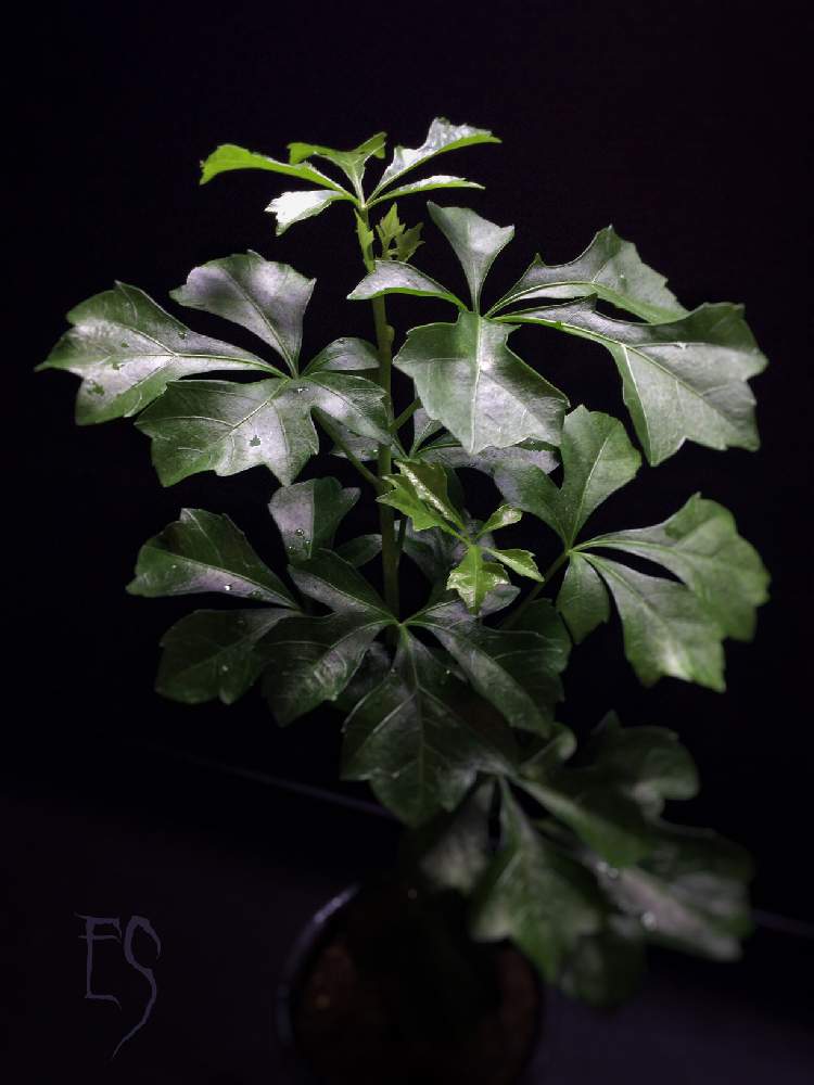 窓辺の画像 by Esさん | 窓辺と植中毒と塊根植物とウコギ科とうっとりとクッソニア属と萌え萌え