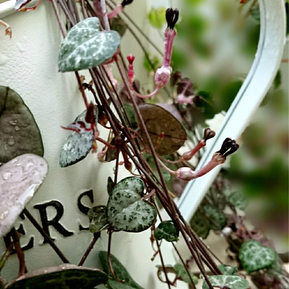 エクステリアの画像 by aki~nakさん | エクステリアとHTCとWEEKEND FLOWERともんもんチャン♡見守り隊とハートカズラ。と負けるなもんもんチャンとわが家の観葉植物❢といやされる♡とGS映えとしぞーか勢とGS日和と今日の一枚と有難う♥とGreenSnapMarche YOKOHAMA2019と花のある暮らしと花の16年組♡とGREEN UP!と自己満足´ω`*