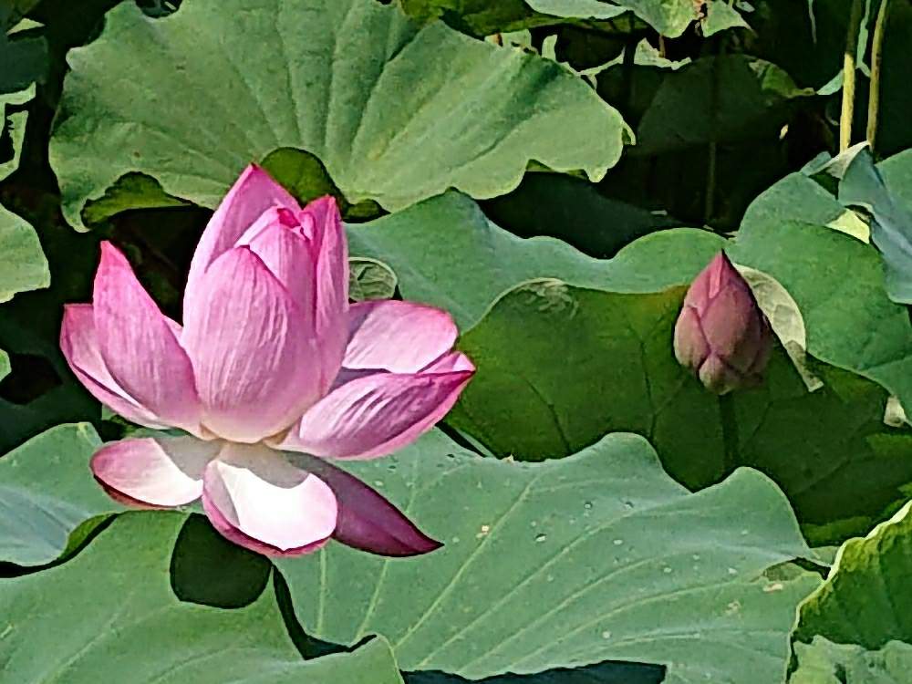 お出かけ先の画像 by ひーくんさん | お出かけ先と花のある暮らしと大好きなお花とつぼみ大好きとハスの花♡